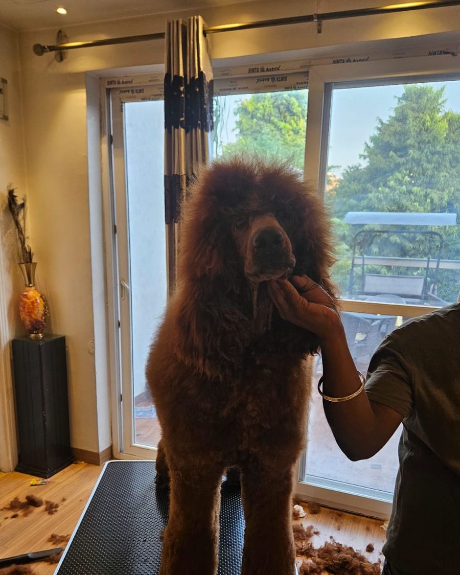 Red Standard Poodle adult being groomed at our home in Delhi NCR