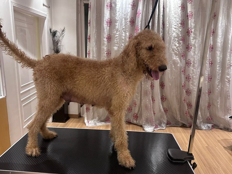 Apricot Standard Poodle adult on the grooming table, Delhi NCR