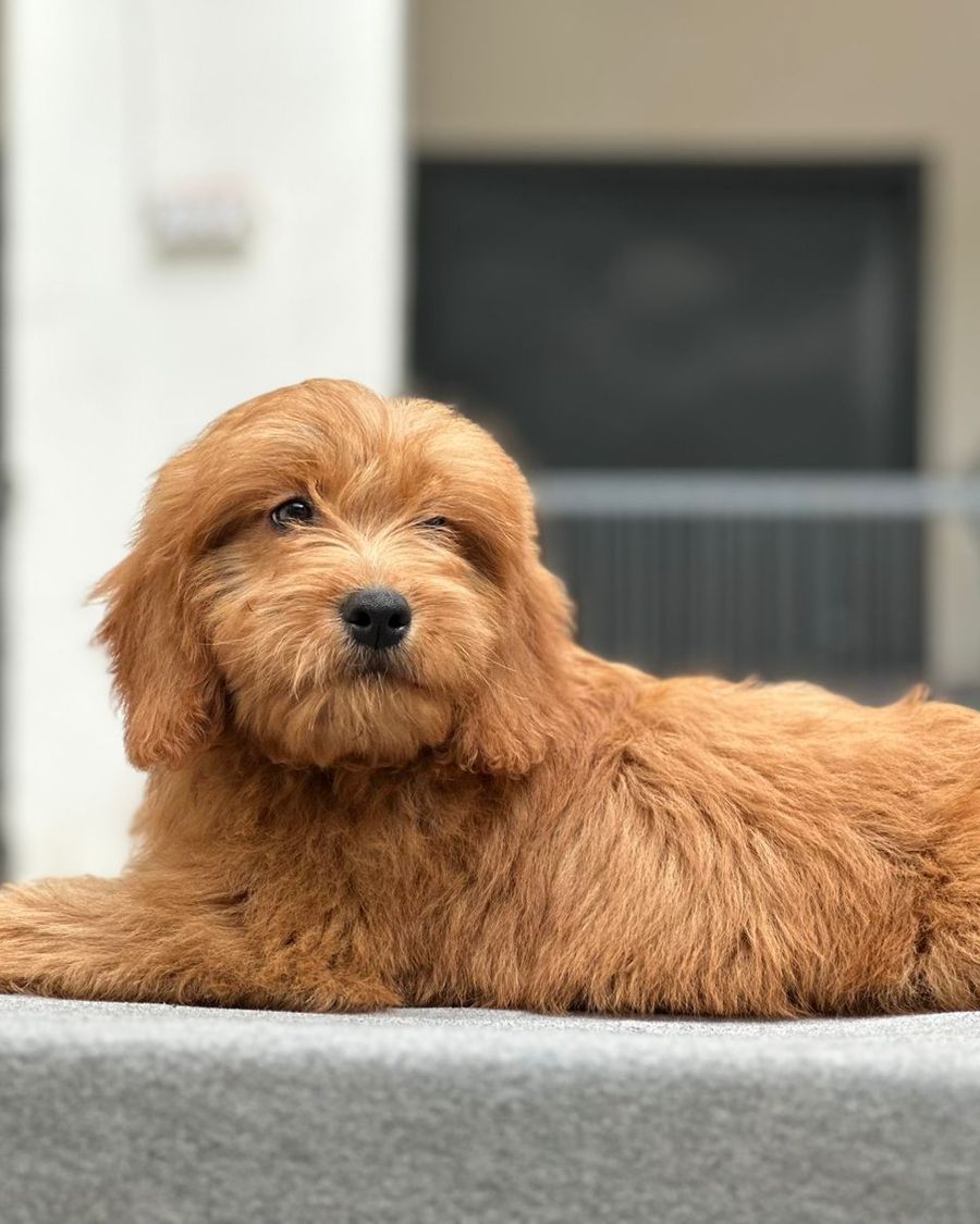 Goldendoodle puppy for sale in Delhi NCR, India — Doodle & Poodle