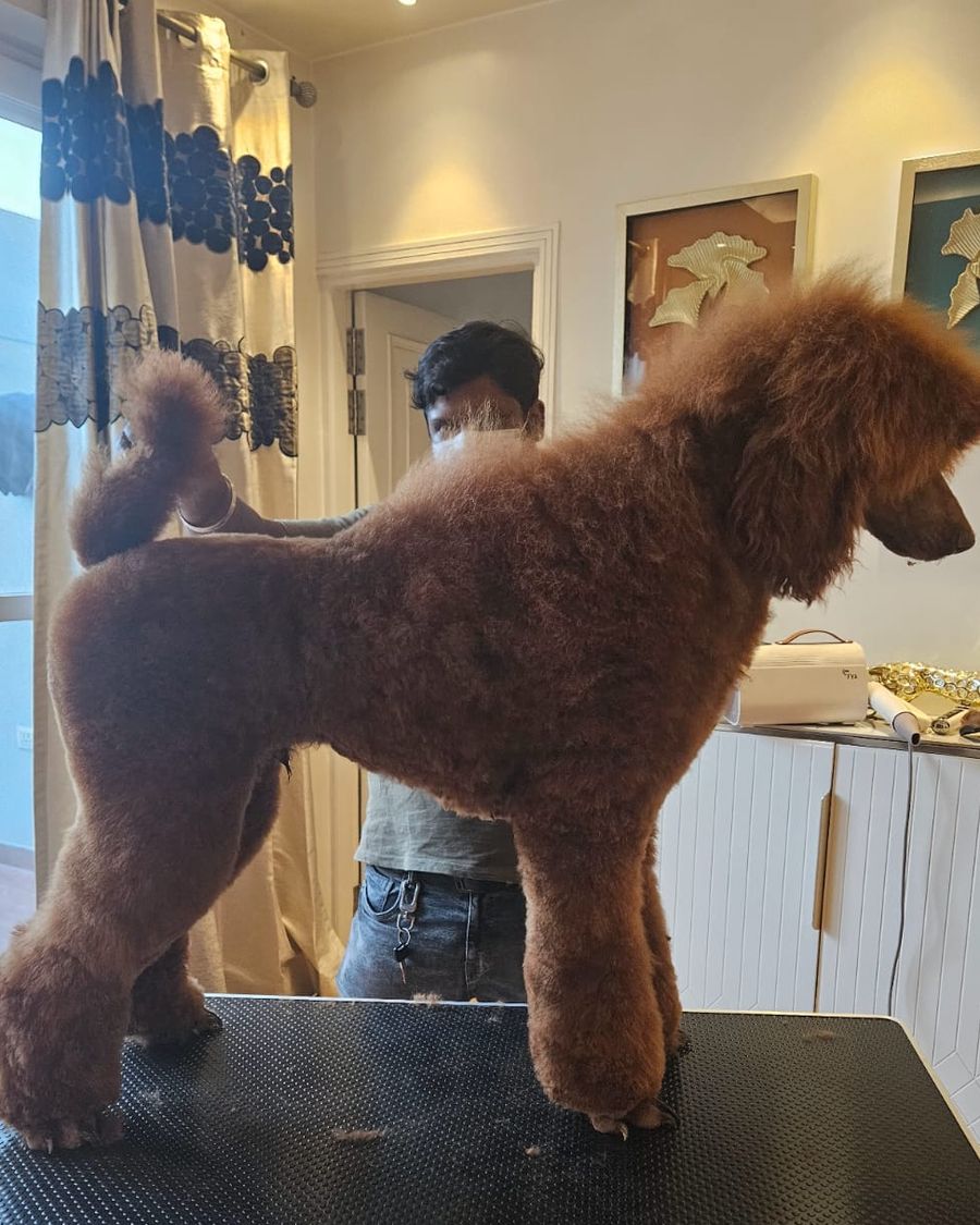 Red Standard Poodle in full coat, Delhi NCR