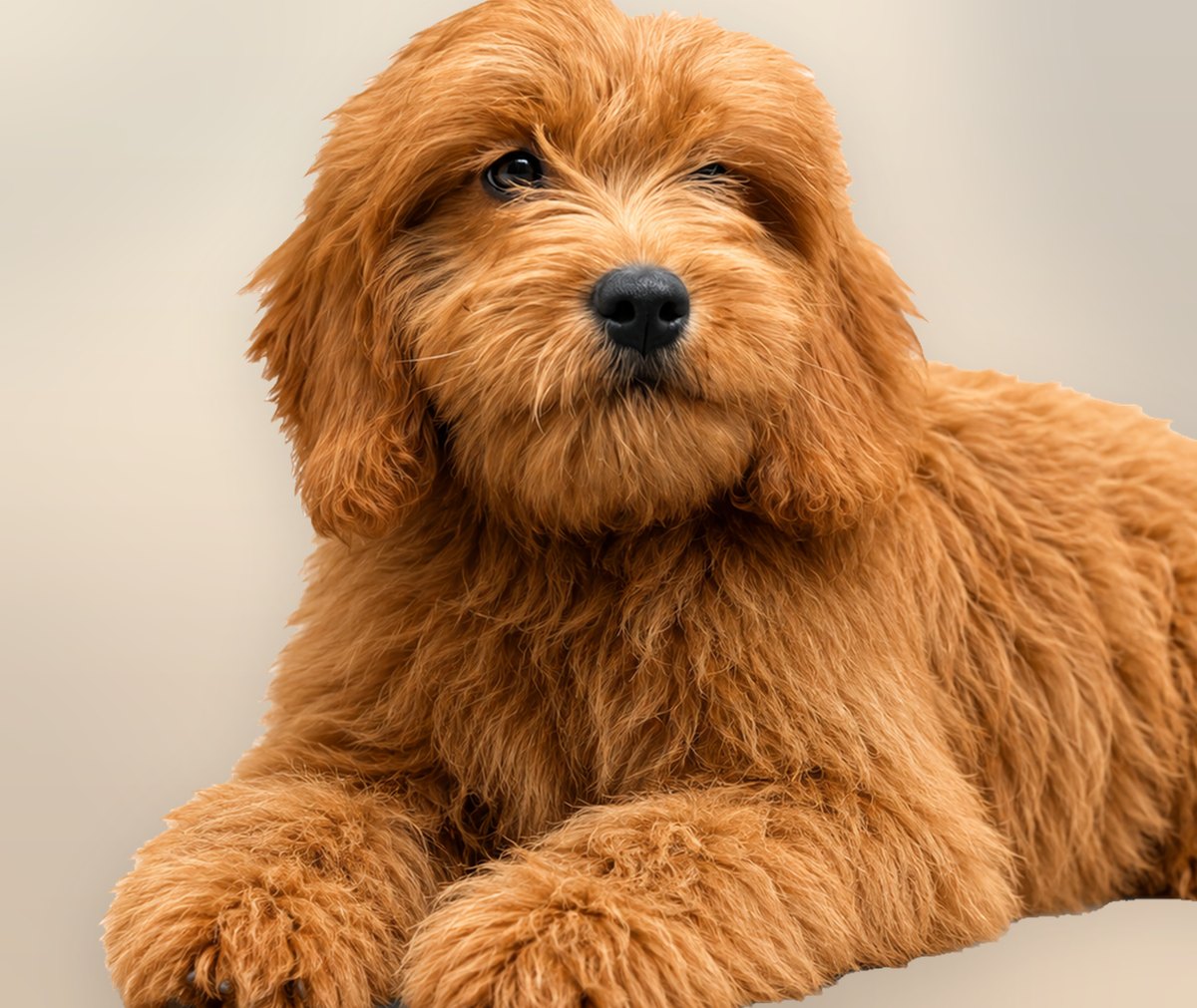 Goldendoodle puppy raised at home in Delhi NCR