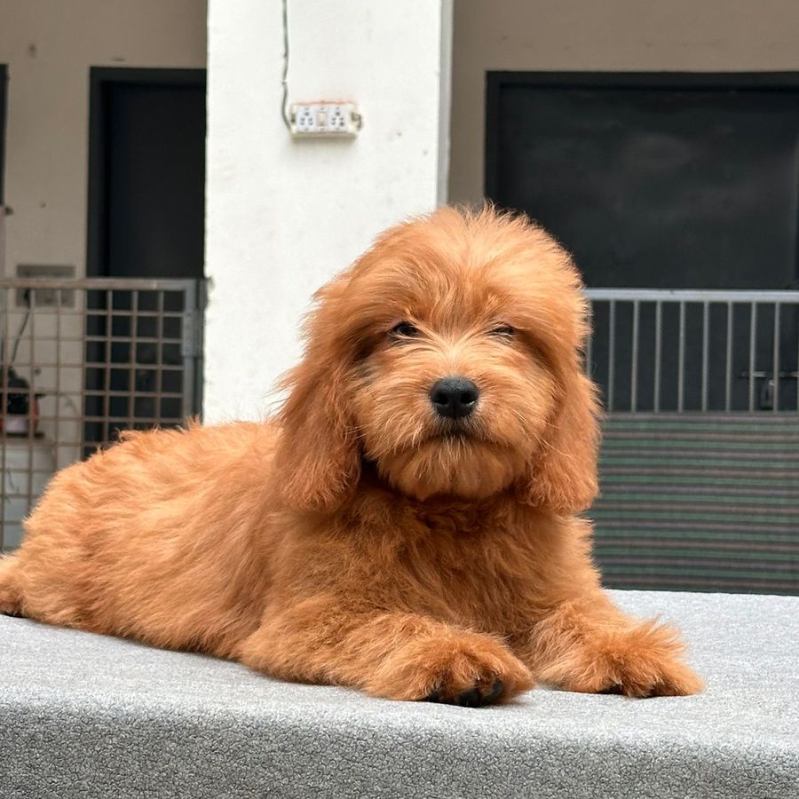Goldendoodle puppy for sale in India — Golden