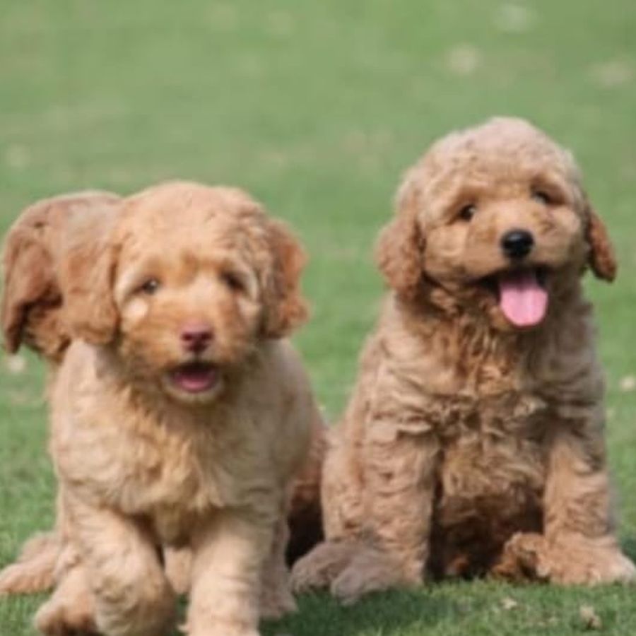 Two apricot Standard Poodle puppies playing outdoors in Delhi