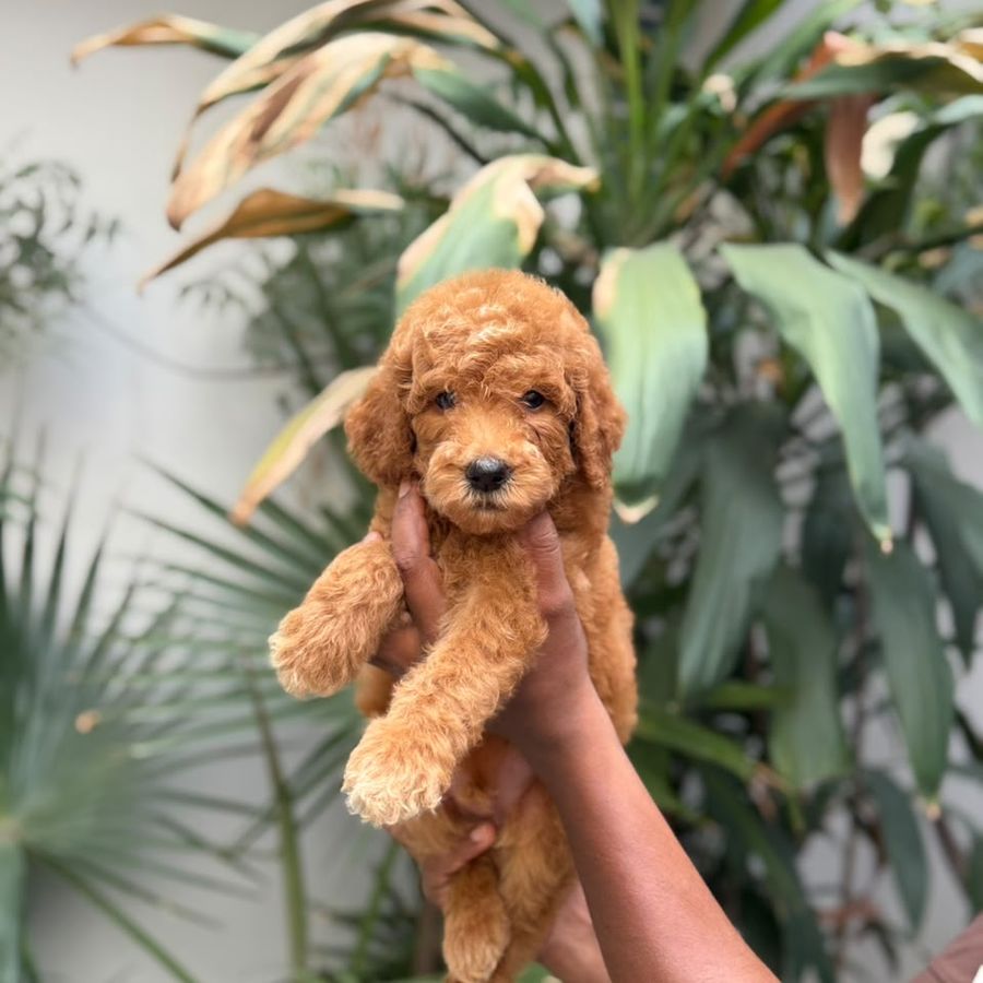 Standard Poodle puppy for sale in India — Apricot