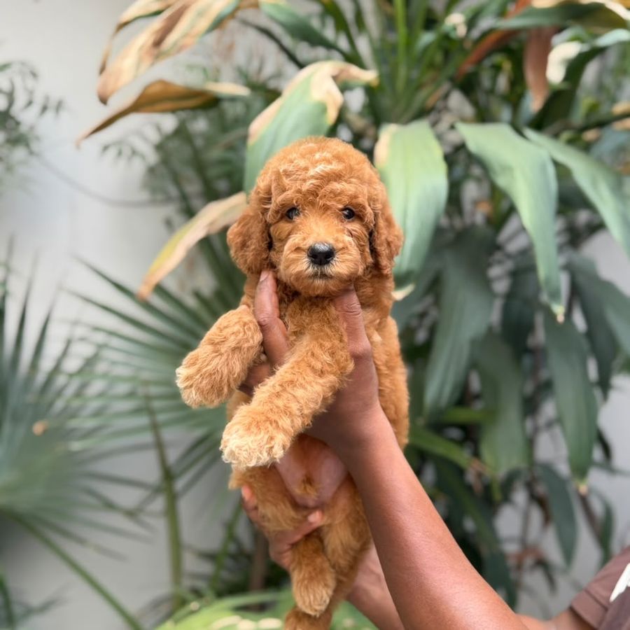 Apricot Standard Poodle puppy held at our home in Delhi NCR