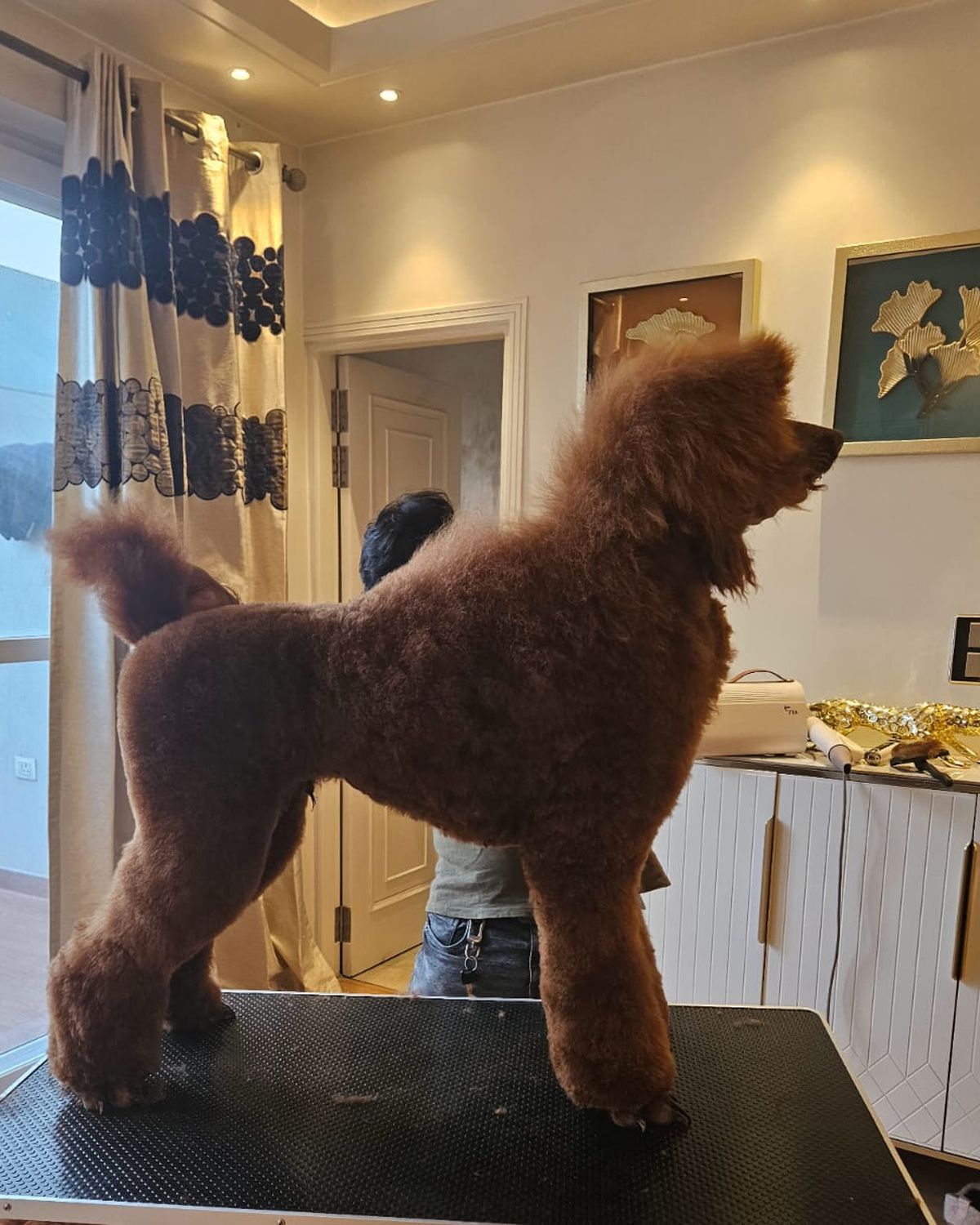 Standard Poodle puppy for sale in Delhi NCR, India